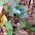 Commelina latifolia Pokrój