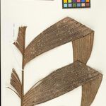 Geonoma macrostachys Лист