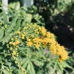 Solidago giganteaFlor