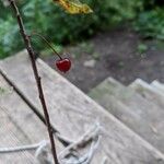 Prunus pensylvanica Fruit