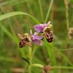 Ophrys x minuticauda その他の提案