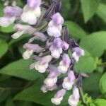 Salvia leucantha 花