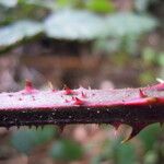 Rubus infestus Bark