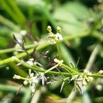 Sison amomum Λουλούδι