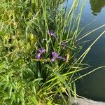 Iris versicolor Celota