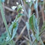 Thlaspi perfoliatum Lubje
