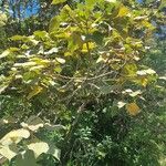 Dombeya reclinata Leaf