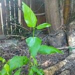 Vaccinium angustifolium Folha