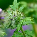 Phacelia tanacetifoliaRavina