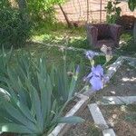 Iris pallida ফুল