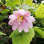 Passiflora tripartita Fleur