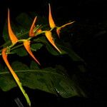 Heliconia latispatha ᱵᱟᱦᱟ