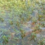 Ludwigia peploides Likasa
