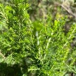 Erica arborea Leaf