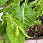 Nicotiana alata Blatt