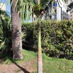 Archontophoenix cunninghamiana Delienn