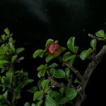 Cotoneaster adpressus Хабит