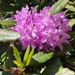 Rhododendron ponticum Fiore