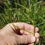 Urochloa eminii Blomma