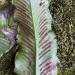 Asplenium scolopendrium Fruit