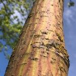 Acer davidii Bark