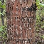 Populus balsamifera Bark