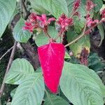 Mussaenda erythrophylla Квітка