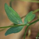 Aquilegia pubescens Leaf