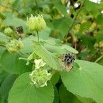 Abutilon grandifolium ഫലം