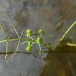 Sagittaria graminea Vrucht