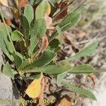 Limonium duriusculum Pokrój