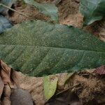 Dorstenia kameruniana Лист