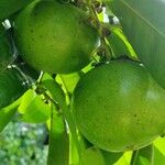 Diospyros nigra Fruit