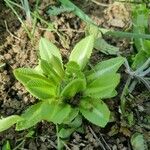 Primula denticulata Leaf