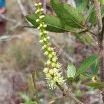 Pterophylla rutenbergiiFlower