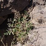 Pimpinella cumbrae Habit