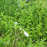 Hibiscus grandiflorus Цвят