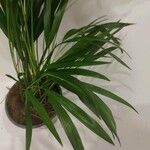 Howea forsteriana Hoja