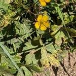 Ranunculus lanuginosusফুল