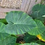 Colocasia esculentaপাতা