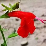 Salvia coccineaFlor