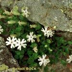 Silene cordifolia Habit