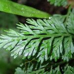 Asplenium theciferum Leaf