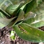 Sansevieria hyacinthoides Blad