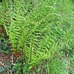 Dryopteris villarii Fulla