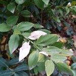 Ruscus aculeatusBlatt