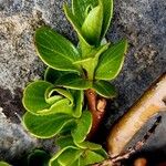 Salix retusa Leaf