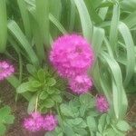 Primula farinosa Fleur
