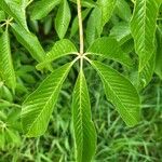 Aesculus glabra List