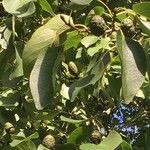 Alnus cordata Fruit